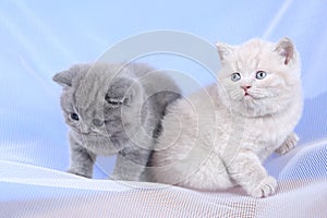 British Shorthair kittens on a white net, portrait