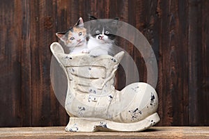 Adorable Kittens in an Old Boot Shoe On Wood Background