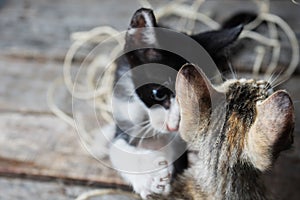 Adorable kittens playing with natural worsted photo