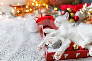 Adorable kittens sleeping on cozy santa hat with red and gold baubles in festive lights