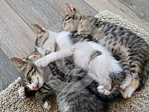 Adorable Kittens Sleeping Together Hugging!