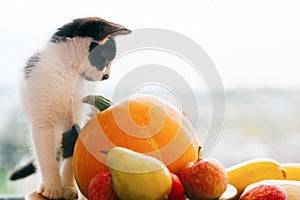 Adorable kitty sitting on pumpkin and zucchini, apples and pears