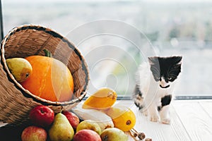 Adorable kitty sitting at pumpkin ,zucchini, apples and pears in