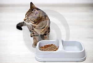 adorable kitty tabby cat eating dry food from bowl