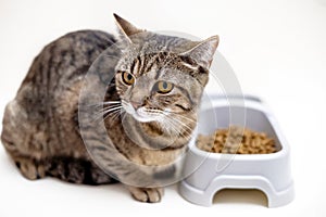 adorable kitty tabby cat eating dry food from bowl