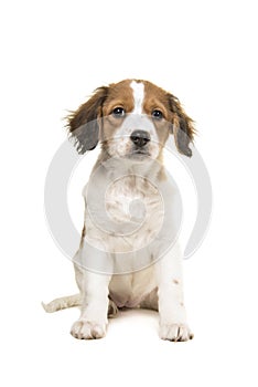 Cute caging dog puppy sitting isolated on a white background photo