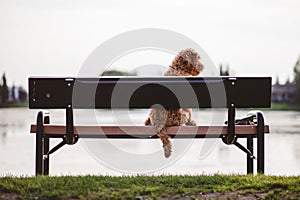 Adorable labradoodle on a bench on the shore of a pond in a park