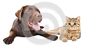 Adorable Labrador dog and cat Scottish Straight