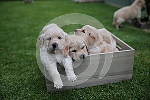 Adorable Labrador puppies - 4 cute puppies claustrophobic squished in a box