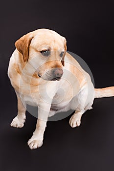 Adorable labrador puppy, black background.