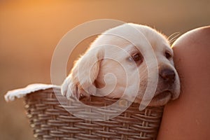 Adorable labrador puppy dog in a basket leaning against the shoulder of her owner