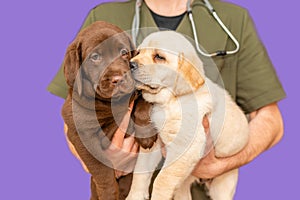 Adorable labrador puppy dogs sitting confortably in the arms of veterinary healthcare professional doc.Veri peri,purple,background