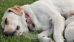 Adorable labrador puppy dogs sucking laying on the grass