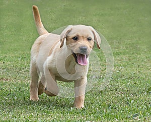Adorable Labrador Puppy on Green Grass