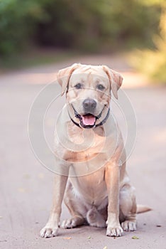 Adorable Labrador Retriever dog in the nature