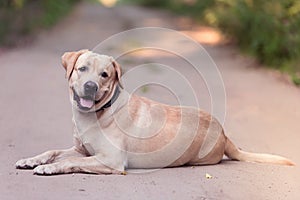 Adorable Labrador Retriever dog in the nature