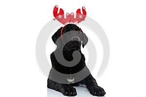 Adorable labrador retriever dog wearing red reindeer horns
