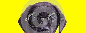 Adorable labrador retriever doggy wearing glasses