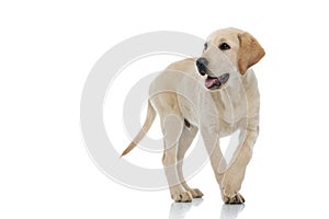 Adorable labrador retriever puppy walking and panting