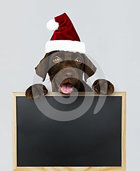 Adorable Labrador Retriever puppy wearing a Christmas hat holding a blackboard mockup