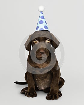 Adorable Labrador Retriever puppy wearing a party hat