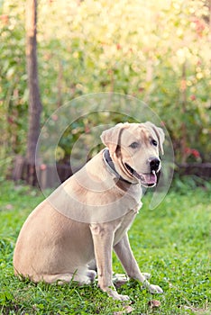 Adorable Labrador Retriever sitting in the nature