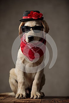 Adorable labrador retriever wearing hat, sunglasses and bandana