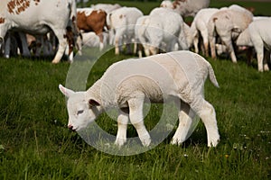 Adorable lamb peacefully grazes amidst green meadow and flock