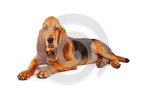 Adorable Large Bloodhound Puppy photo