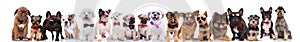 Adorable large team of stylish dogs with bowties