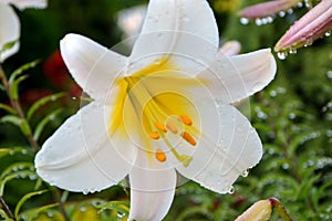 Adorable large white lily in the garden with water drops after rain close up.