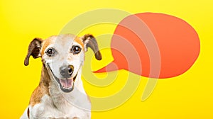 Adorable Laughing dog with open mouth. Happy smiling pet on yellow background and orange speech balloon. Funny silly dog