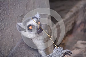 Adorable lemur