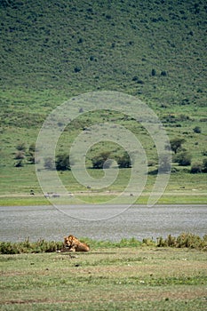 Adorable lion male with man sits in the grass, as flies crawl on him in Ngorongoro Crater Tanzania