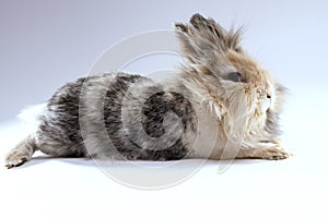 Adorable lionhead rabbit with mixed chocolate colored furr looking at the camera while sitting on a side