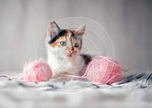 Adorable litlle kitten with toys