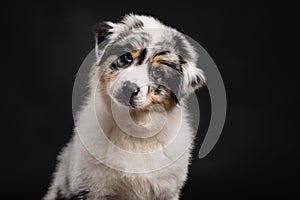 Adorable little Australian Shepard puppy