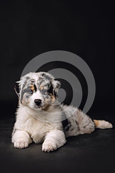 Adorable little Australian Shepard puppy