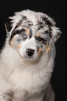 Adorable little Australian Shepard puppy