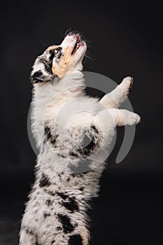 Adorable little Australian Shepard puppy jumping