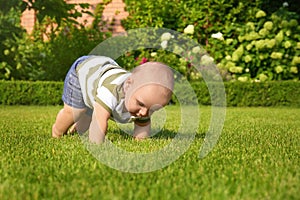 Adorable little baby crawling on green grass