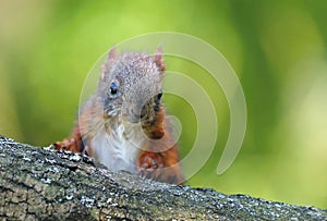 Adorable little baby squirrel Sciurus vulgaris