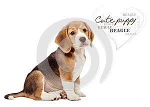 Adorable little beagle puppy on white