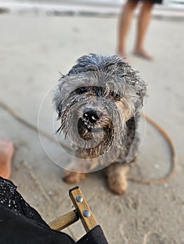 Adorable little black dog with messy head sitting on the sands