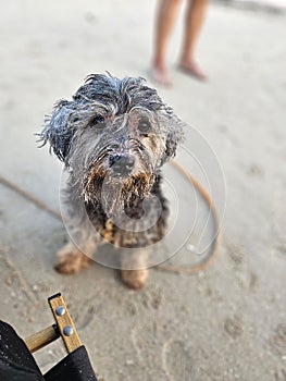 Adorable little black dog with messy head sitting on the sands