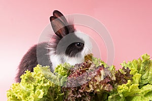 Adorable little black and white rabbits eating green fresh lettuce leaves in basket while sitting on isolated pink