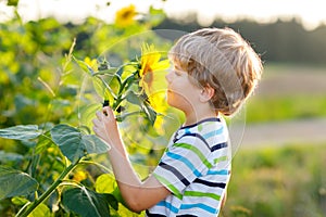 Adorable little blond kid boy on summer sunflower field outdoors