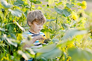 Adorable little blond kid boy on summer sunflower field outdoors