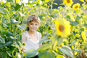 Adorable little blond kid boy on summer sunflower field outdoors
