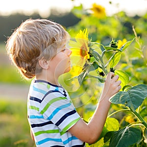 Adorable little blond kid boy on summer sunflower field outdoors. Cute preschool child having fun on warm summer evening